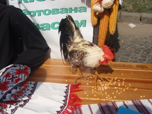 В Ужгороде состоялся кулинарный фестиваль "Карпатский Рататуй 2009"