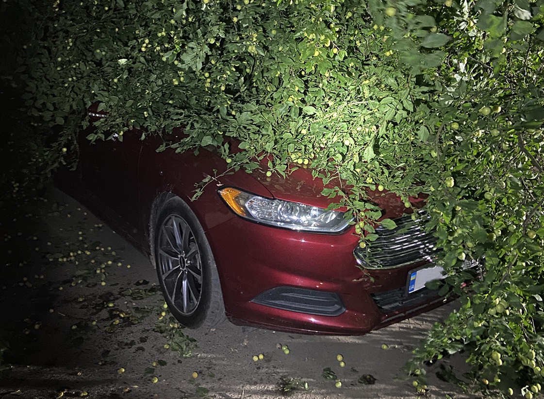В Ужгороді дерево впало на припаркований під ним Ford Fusion (ФОТО)